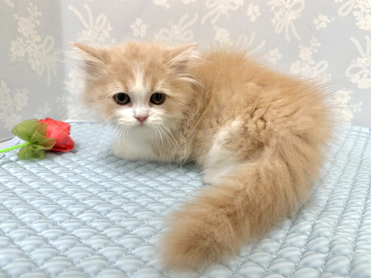 もふもふにゃんこ𐐃 ·̫ 𐐃スコティッシュフォールド男の子 スコティッシュフォールド