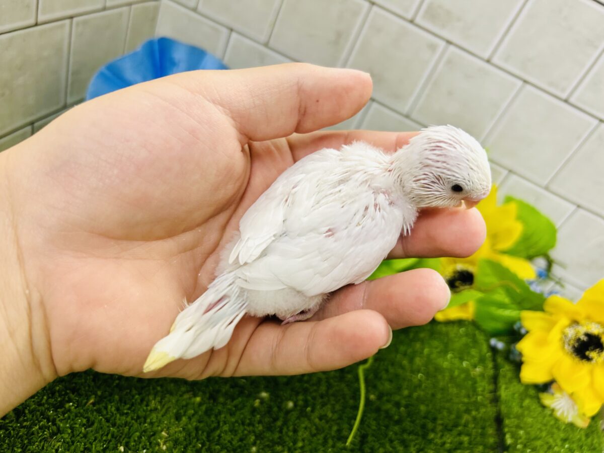 ✨最新画像✨まっしろボディの黒ゴマちゃん(*’ω’*) セキセイインコ セキセイインコ