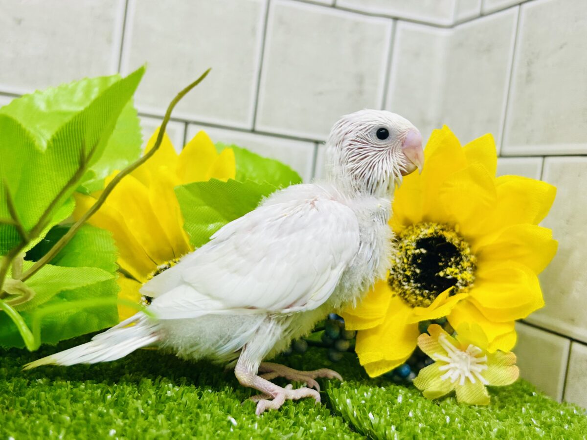 ✨最新画像✨まっしろボディの黒ゴマちゃん(*’ω’*) セキセイインコ セキセイインコ