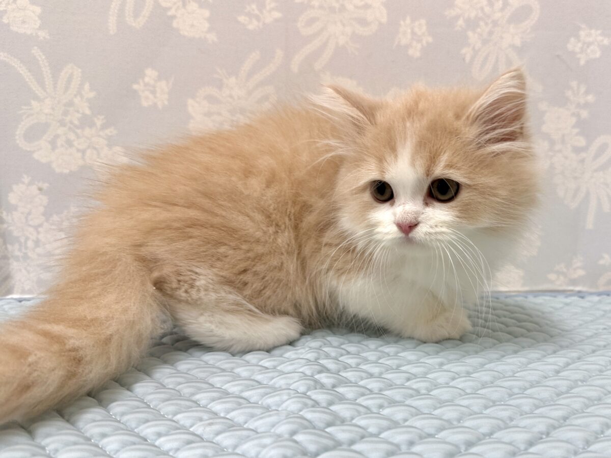 もふもふにゃんこ𐐃 ·̫ 𐐃スコティッシュフォールド男の子 スコティッシュフォールド