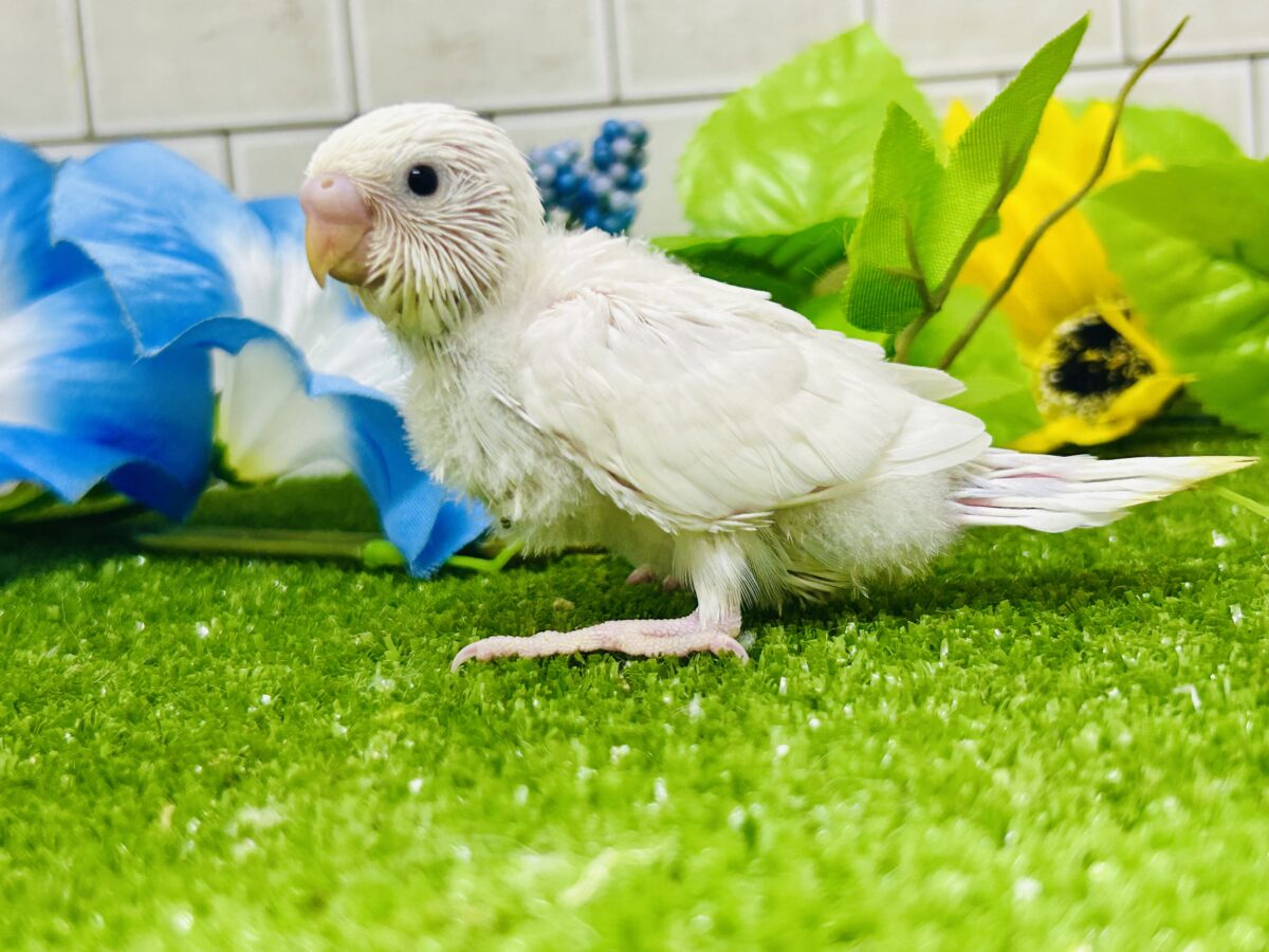 ✨最新画像✨まっしろボディの黒ゴマちゃん(*’ω’*) セキセイインコ セキセイインコ