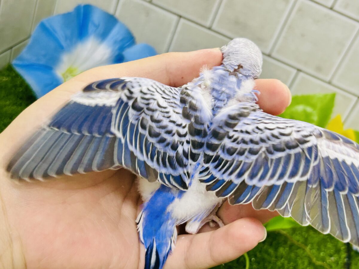 ✨最新画像✨濃いめブルーハワイ! セキセイインコ セキセイインコ