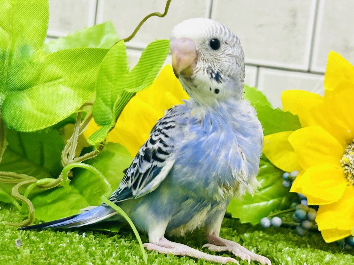 ✨最新画像✨濃いめブルーハワイ! セキセイインコ セキセイインコ