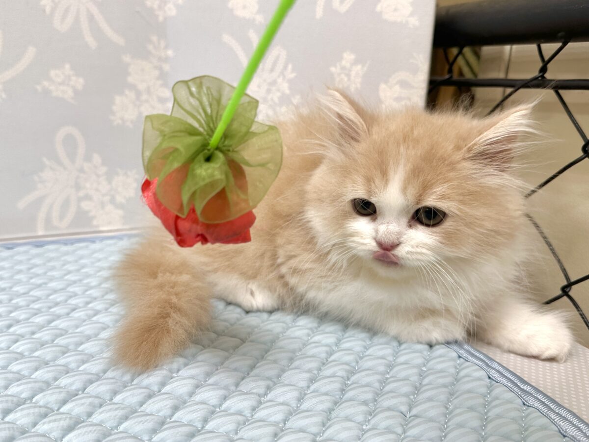 もふもふにゃんこ𐐃 ·̫ 𐐃スコティッシュフォールド男の子 スコティッシュフォールド