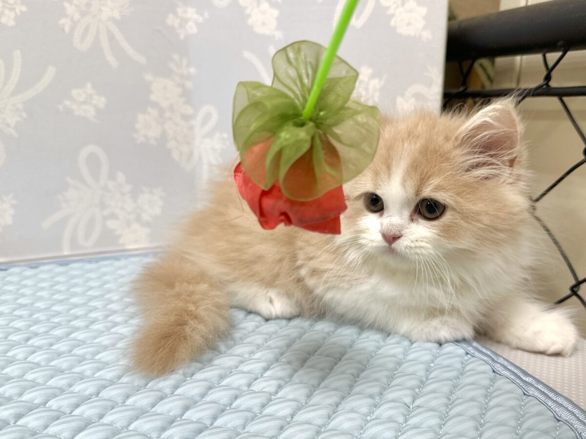 もふもふにゃんこ𐐃 ·̫ 𐐃スコティッシュフォールド男の子 スコティッシュフォールド
