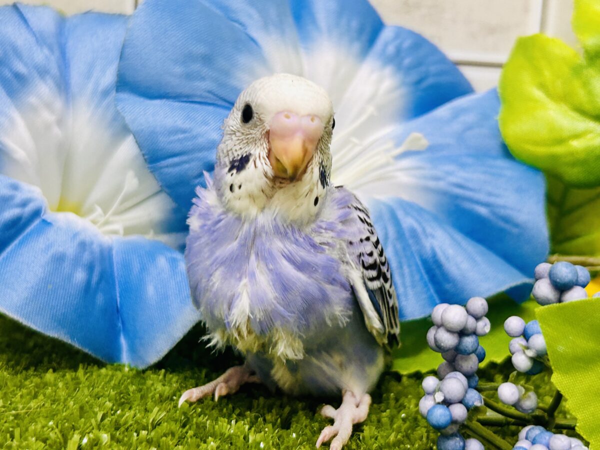 ✨最新画像✨濃いめブルーハワイ! セキセイインコ セキセイインコ