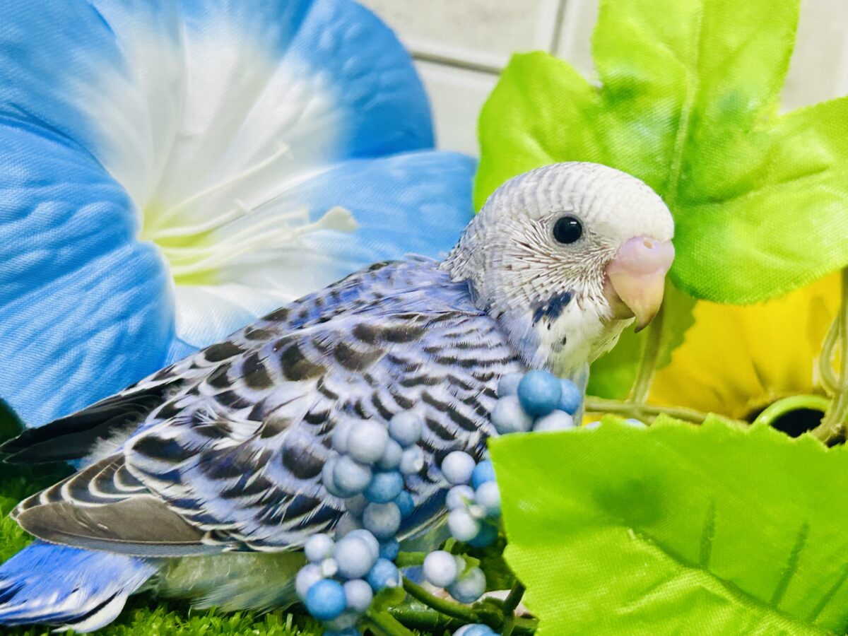 ✨最新画像✨濃いめブルーハワイ! セキセイインコ セキセイインコ