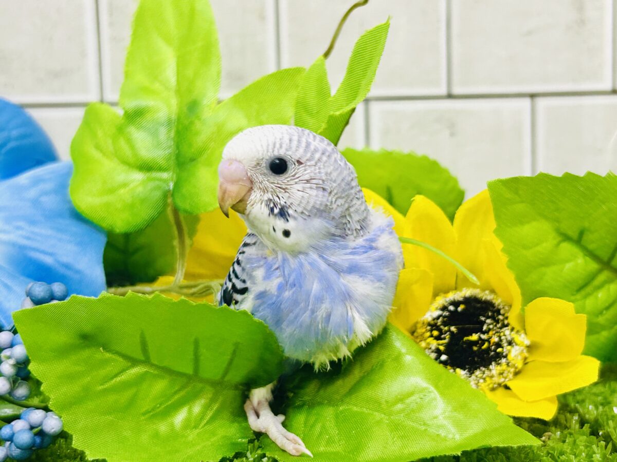 ✨最新画像✨濃いめブルーハワイ! セキセイインコ セキセイインコ