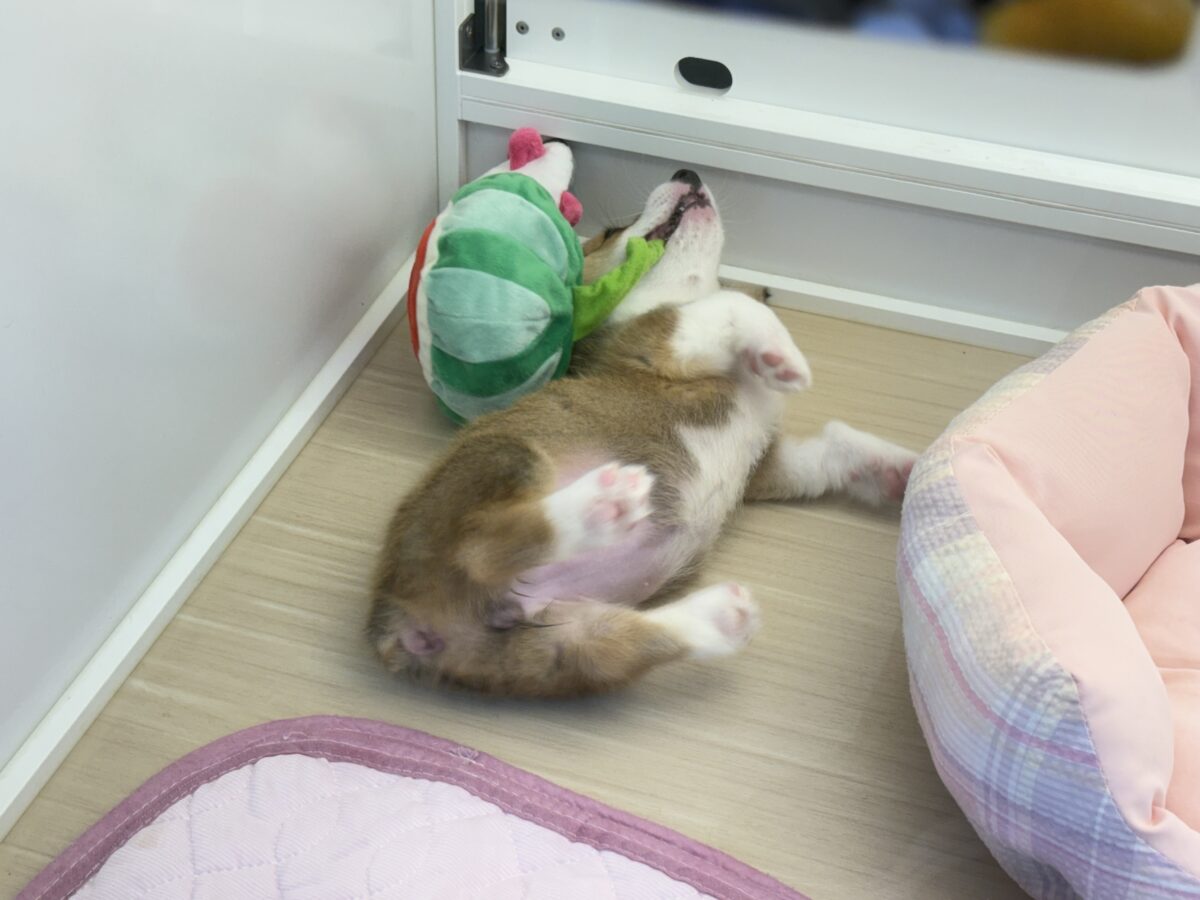最新画像更新✨美人さん降臨💗💗おてんば娘のハッピーGirl💕コーギーの女の子登場〜🐶🐾 ウェルシュコーギー・ペンブローグ