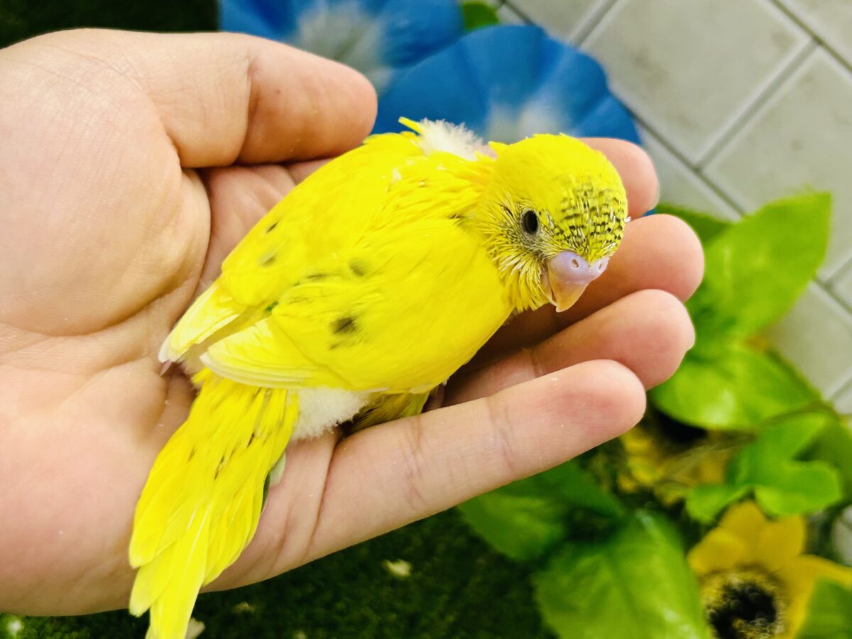 ✨最新画像✨今回はうすめシマシマ?? セキセインコ③ セキセイインコ
