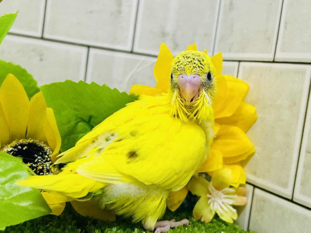 ✨最新画像✨今回はうすめシマシマ?? セキセインコ③ セキセイインコ