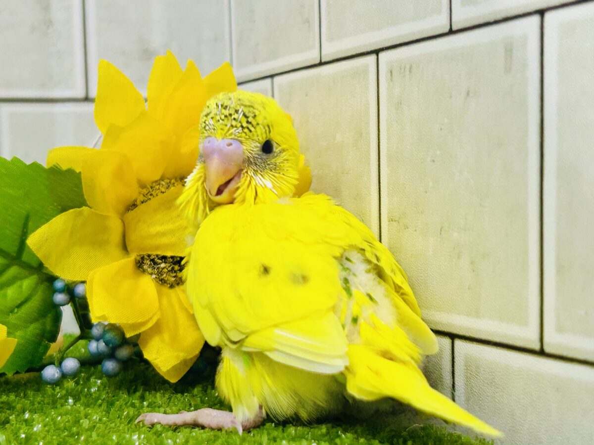 ✨最新画像✨今回はうすめシマシマ?? セキセインコ③ セキセイインコ
