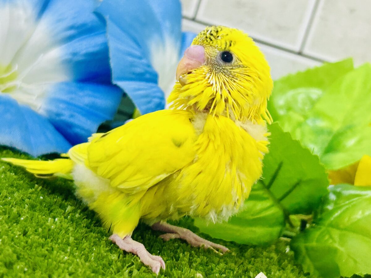✨最新画像✨今回はうすめシマシマ?? セキセインコ③ セキセイインコ
