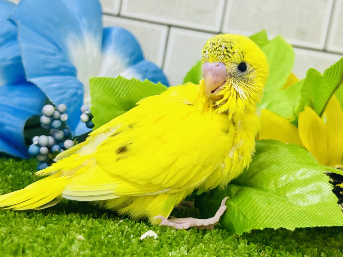 ✨最新画像✨今回はうすめシマシマ?? セキセインコ③ セキセイインコ