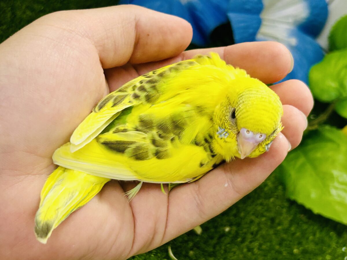 【最新画像更新☆☆】ブチブチ❕🖤花びら集めてたんぽっぽ〜🌼⟡.·セキセイインコ(イエローハルクイン/2026年6月生まれ)② セキセイインコ