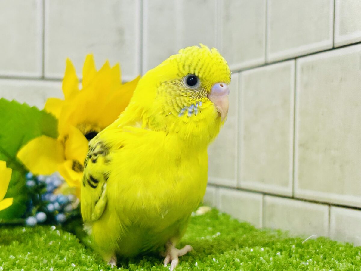 【最新画像更新☆☆】ブチブチ❕🖤花びら集めてたんぽっぽ〜🌼⟡.·セキセイインコ(イエローハルクイン/2026年6月生まれ)② セキセイインコ