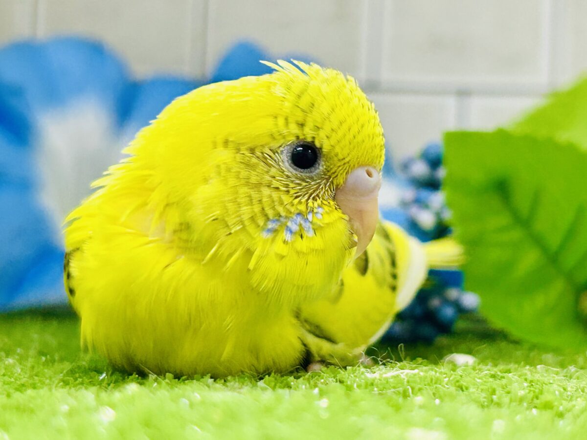 【最新画像更新☆☆】ブチブチ❕🖤花びら集めてたんぽっぽ〜🌼⟡.·セキセイインコ(イエローハルクイン/2026年6月生まれ)② セキセイインコ
