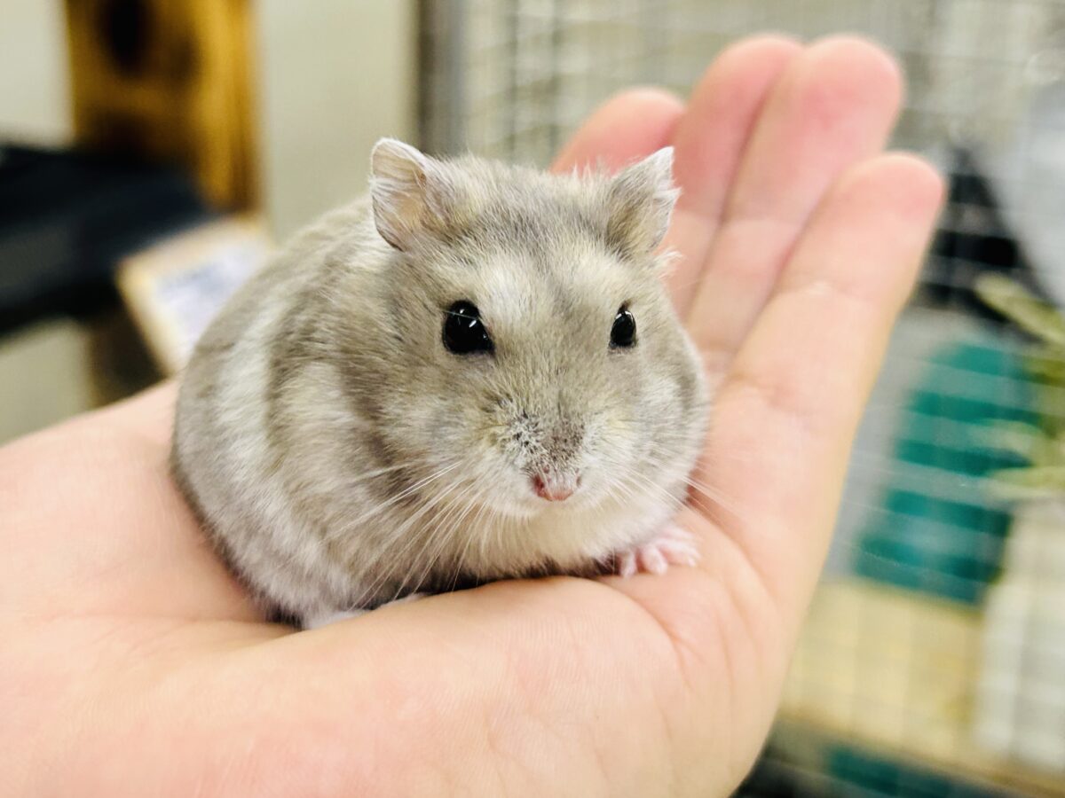 モチモチドワーフズ( *´艸`) ドワーフハムスター ドワーフハムスター系