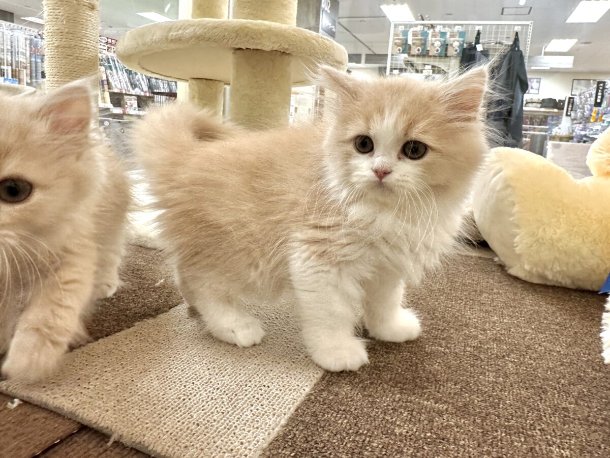 もふもふにゃんこ𐐃 ·̫ 𐐃スコティッシュフォールド男の子 スコティッシュフォールド