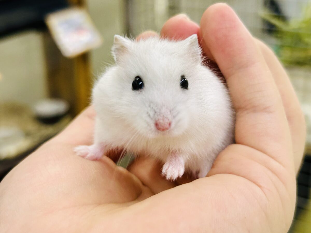 モチモチドワーフズ( *´艸`) ドワーフハムスター ドワーフハムスター系