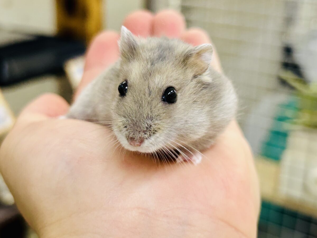 モチモチドワーフズ( *´艸`) ドワーフハムスター ドワーフハムスター系
