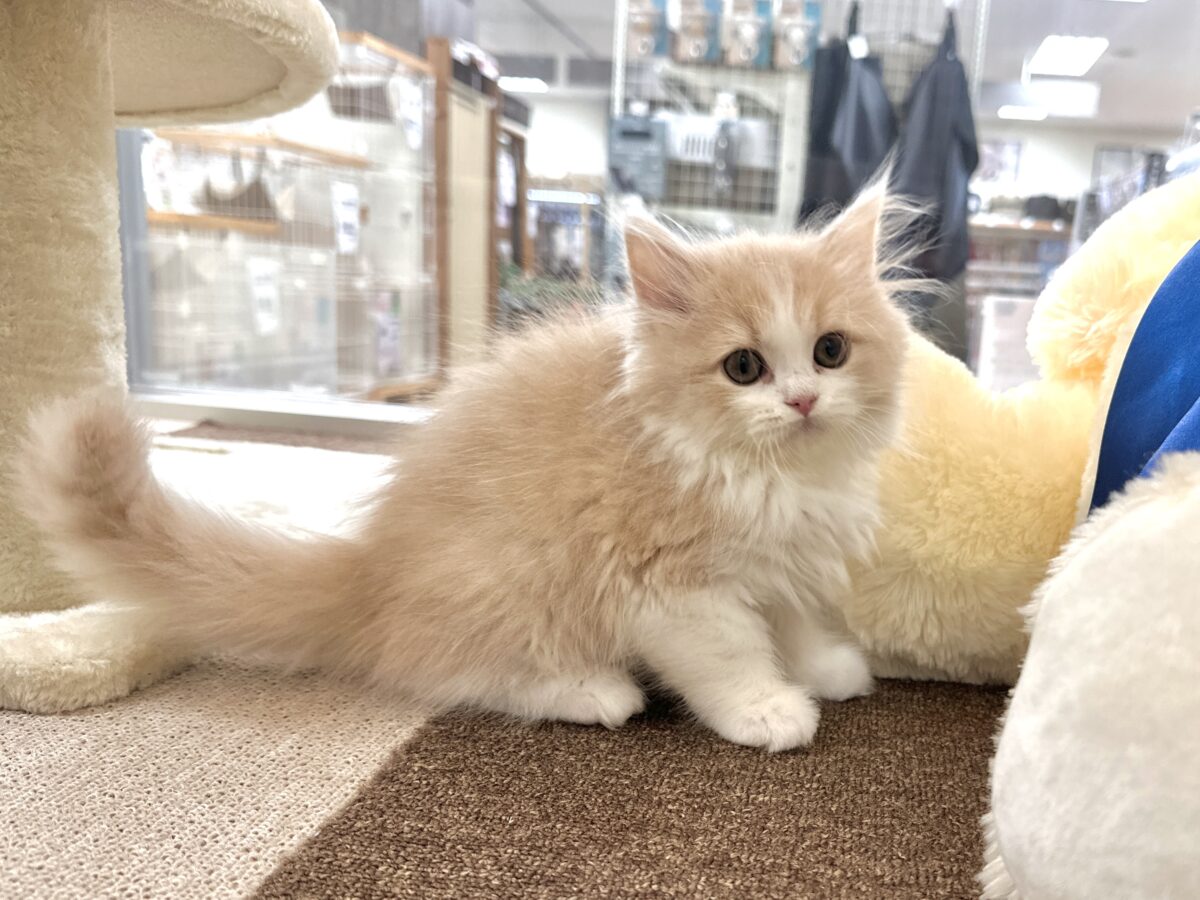 もふもふにゃんこ𐐃 ·̫ 𐐃スコティッシュフォールド男の子 スコティッシュフォールド