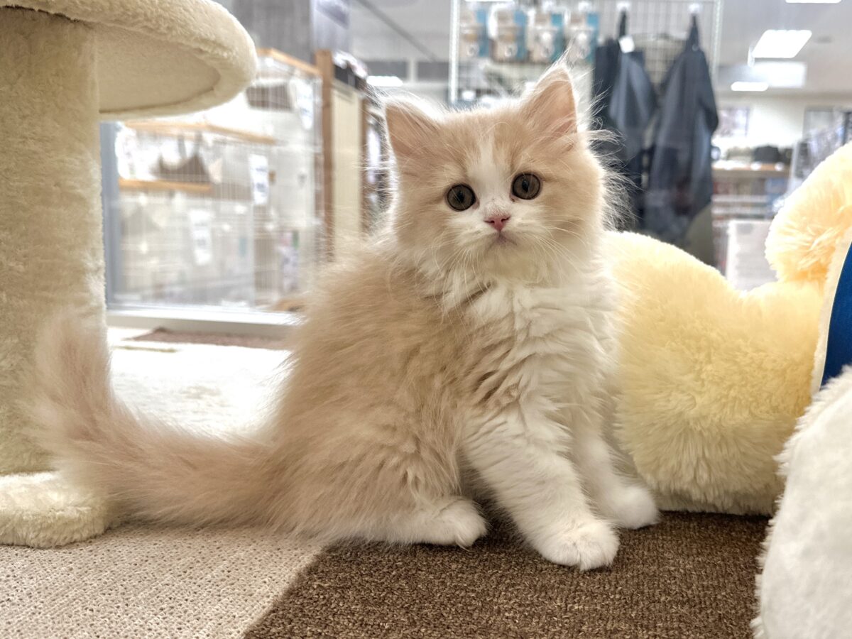 もふもふにゃんこ𐐃 ·̫ 𐐃スコティッシュフォールド男の子 スコティッシュフォールド