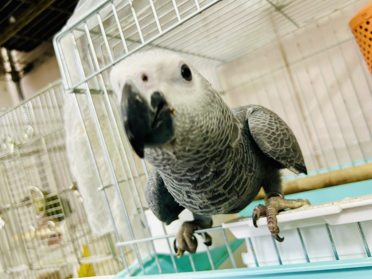 【最新画像更新☆☆】ちょっと甘え方がわからないんですけど~どうしましょ?? ヨウム ヨウム