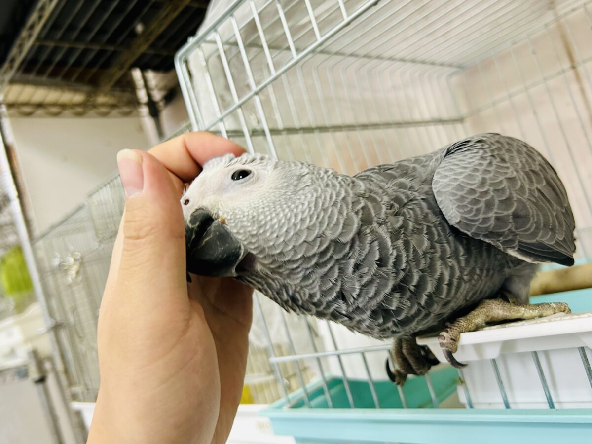 【最新画像更新☆☆】ちょっと甘え方がわからないんですけど~どうしましょ?? ヨウム ヨウム