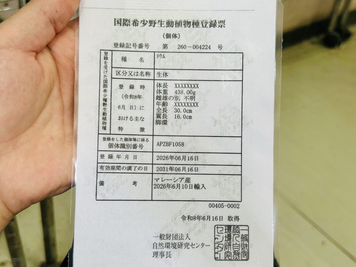 【最新画像更新☆☆】ちょっと甘え方がわからないんですけど~どうしましょ?? ヨウム ヨウム