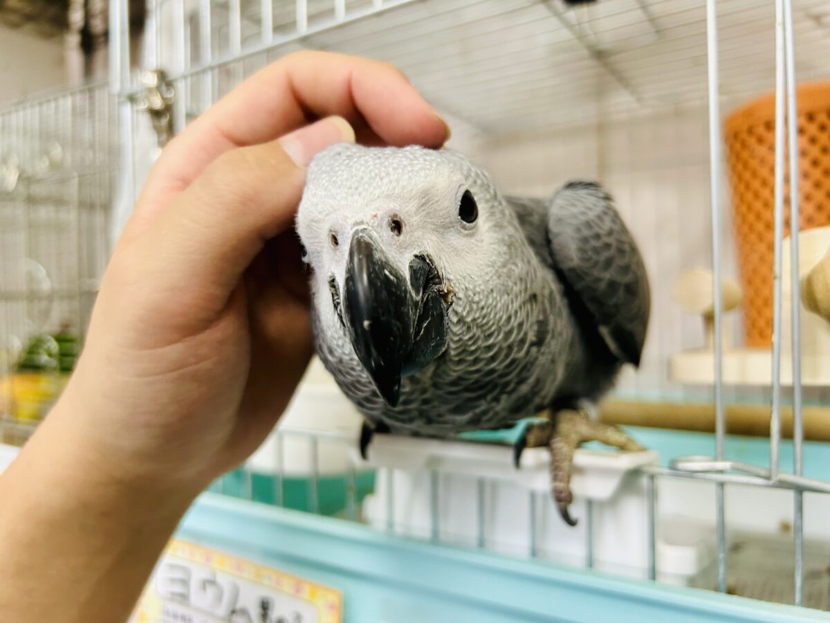 【最新画像更新☆☆】ちょっと甘え方がわからないんですけど~どうしましょ?? ヨウム ヨウム
