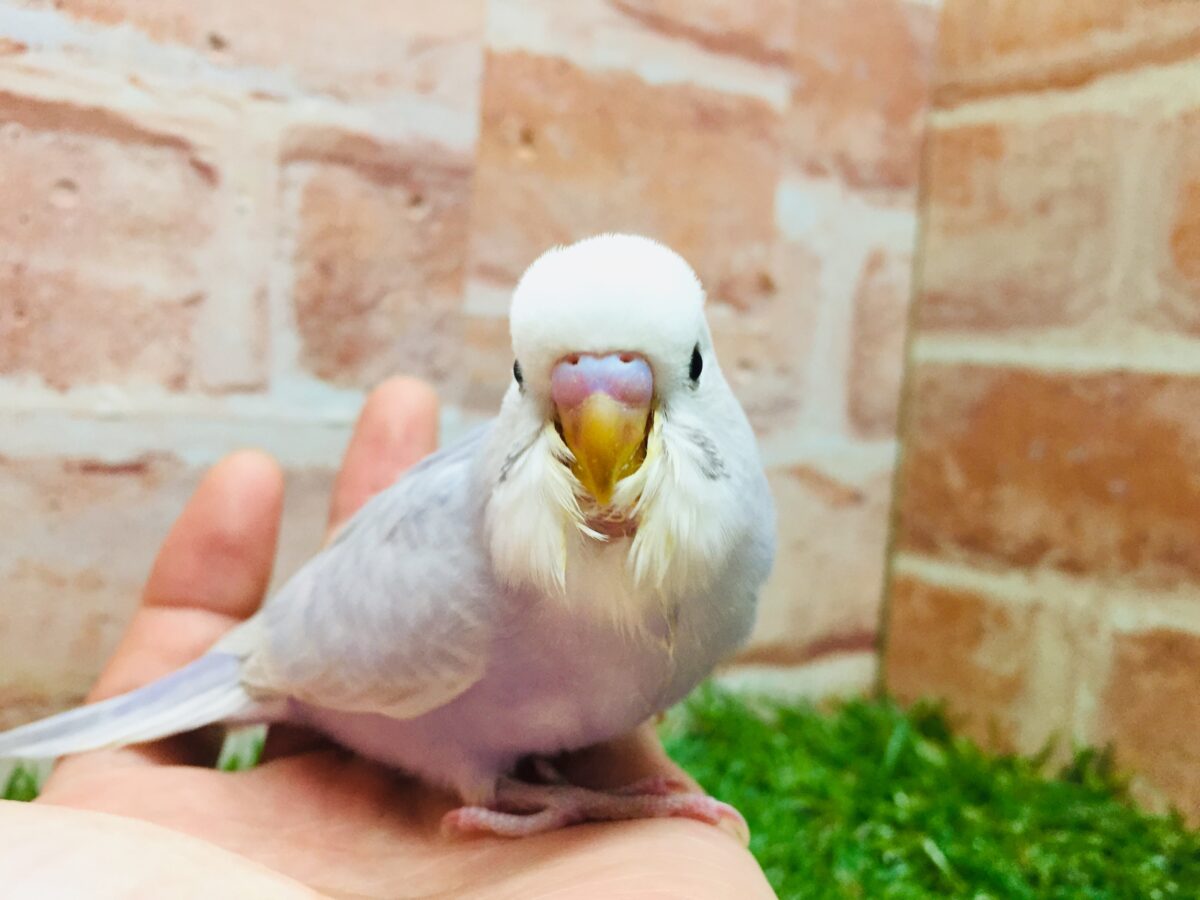 久々にライラックカラーのセキセイちゃんがやってきましたよ~✨✨✨ セキセイインコ セキセイインコ