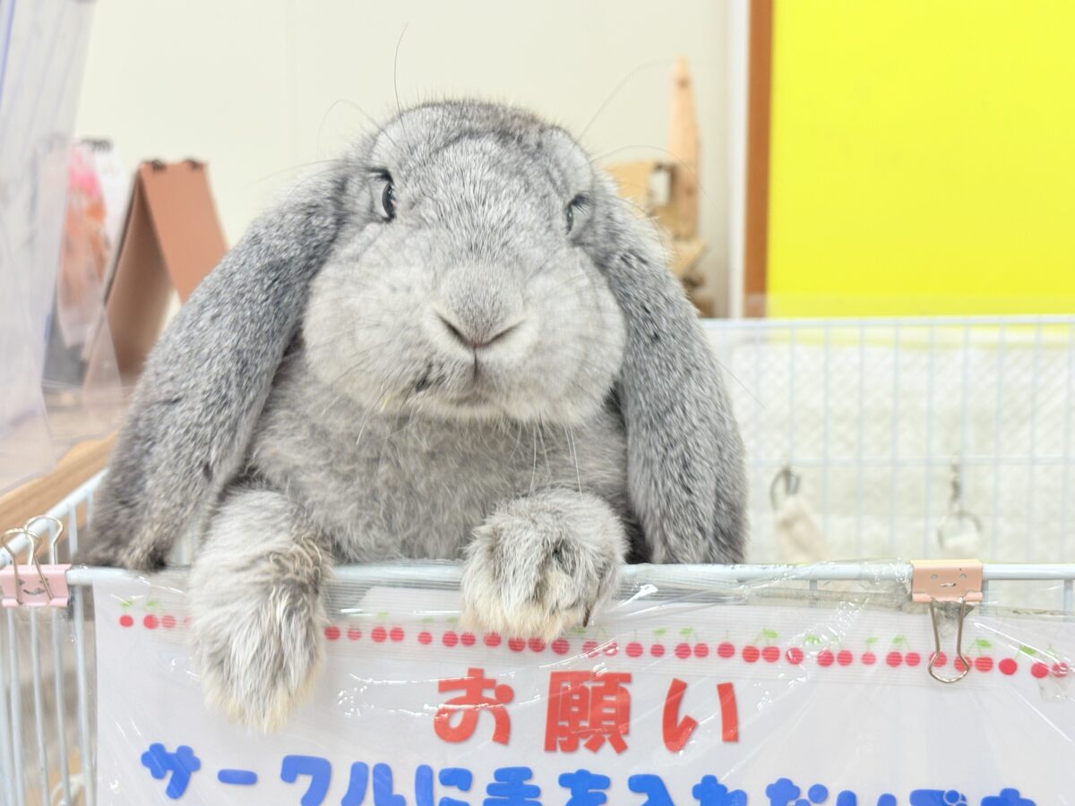 【最新画像更新🪄】BIGGirl🐰🩶フレンチロップ(グレー)女の子 フレンチロップイヤー