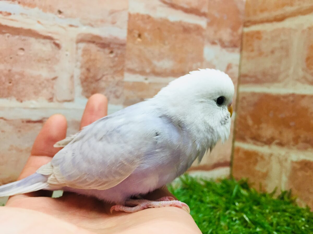 久々にライラックカラーのセキセイちゃんがやってきましたよ~✨✨✨ セキセイインコ セキセイインコ