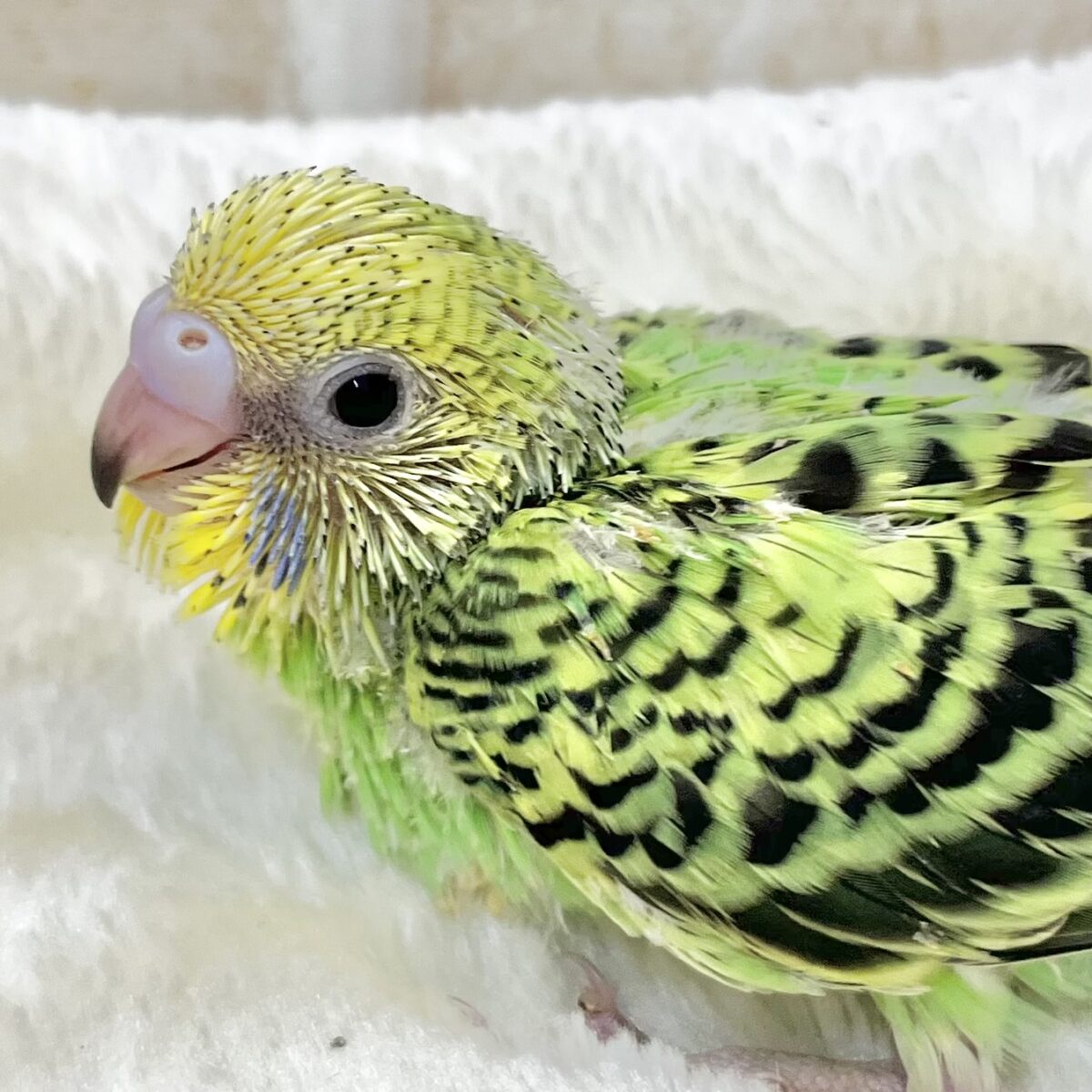 なれそうな…予感❗️✨　セキセイインコ（オパーリン）