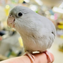 ✨最新画像✨美カラーのワンパクカイジュウっ！️🩵(≧◇≦)⟡.*　マメルリハインコ