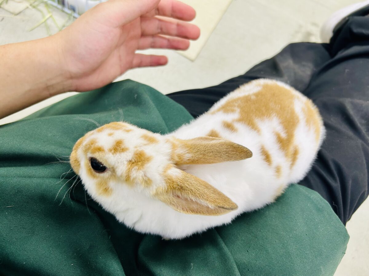 【最新画像更新☆☆】ツルスベボディの甘えん坊ちゃん(*’ω’*) ミニレッキス ミニレッキス