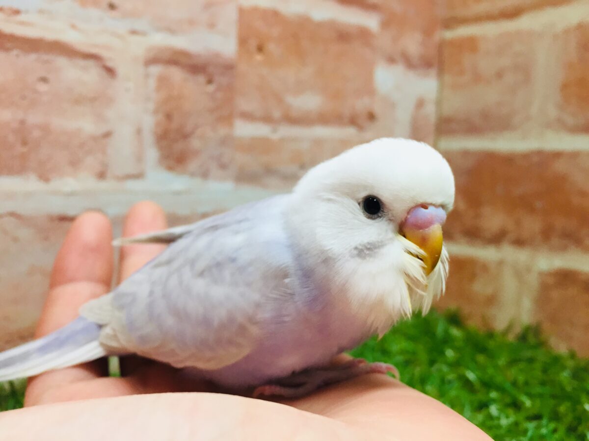 久々にライラックカラーのセキセイちゃんがやってきましたよ~✨✨✨ セキセイインコ セキセイインコ