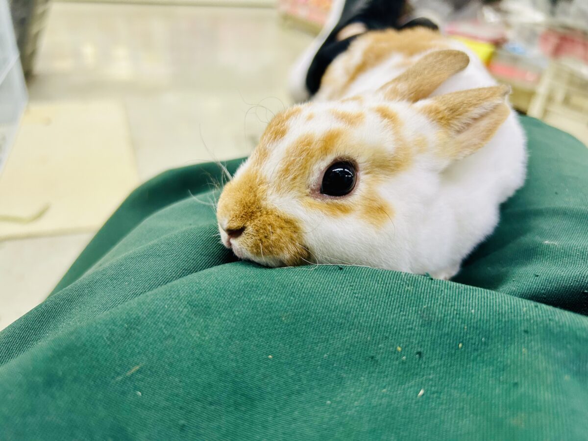 【最新画像更新☆☆】ツルスベボディの甘えん坊ちゃん(*’ω’*) ミニレッキス ミニレッキス