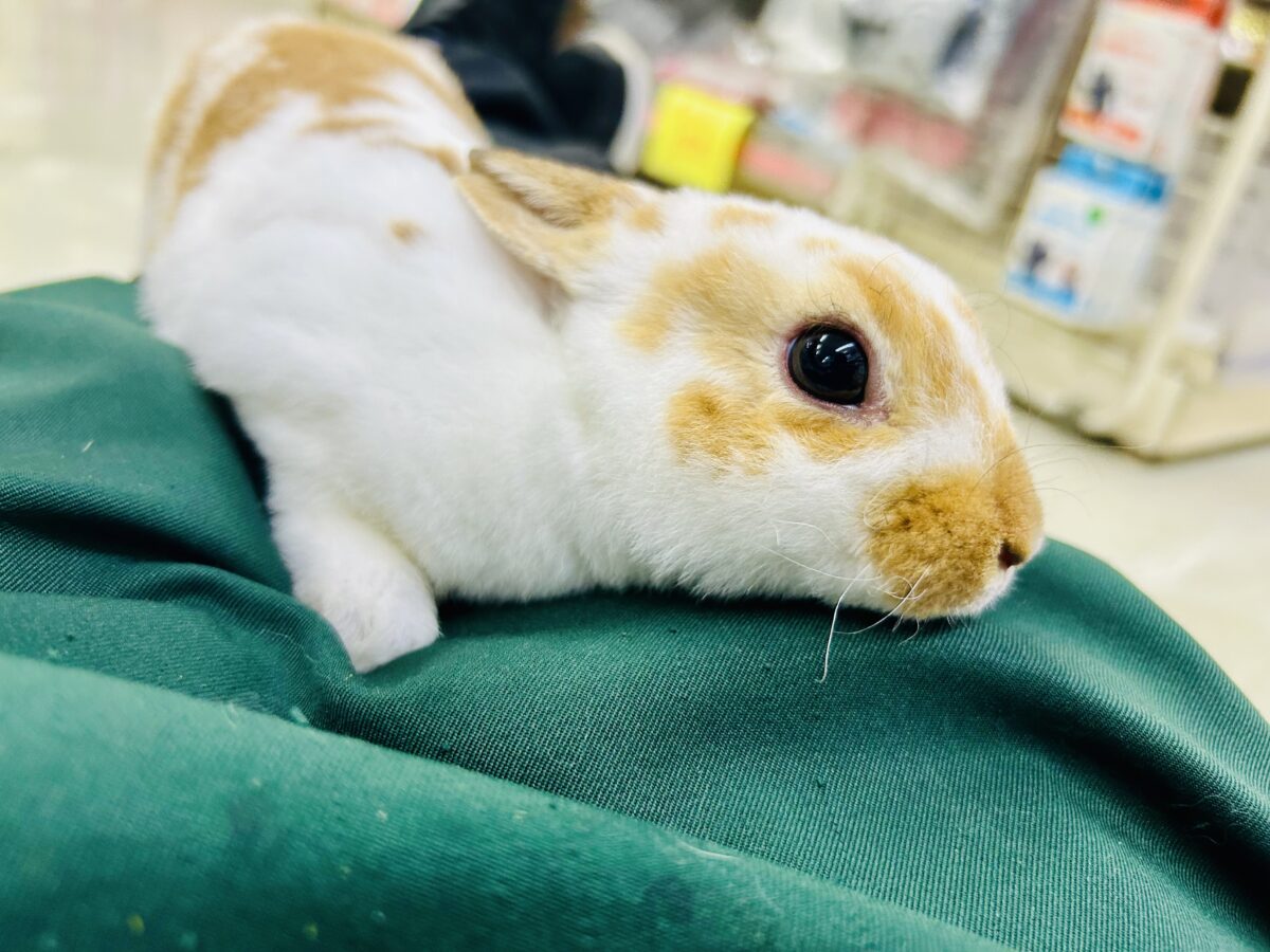 【最新画像更新☆☆】ツルスベボディの甘えん坊ちゃん(*’ω’*) ミニレッキス ミニレッキス