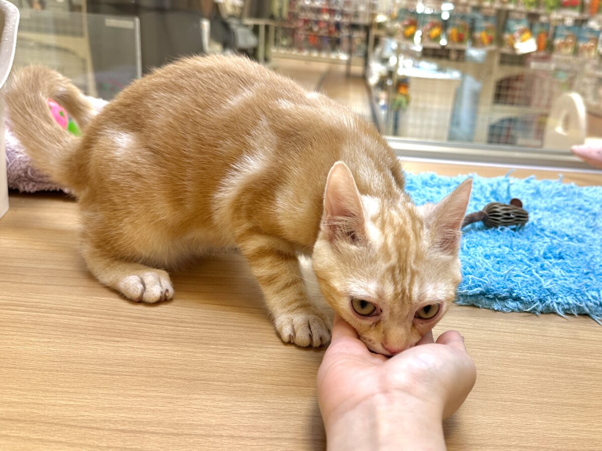 ゴロゴロにゃん🐱アメリカンショートヘア女の子 アメリカンショートヘア