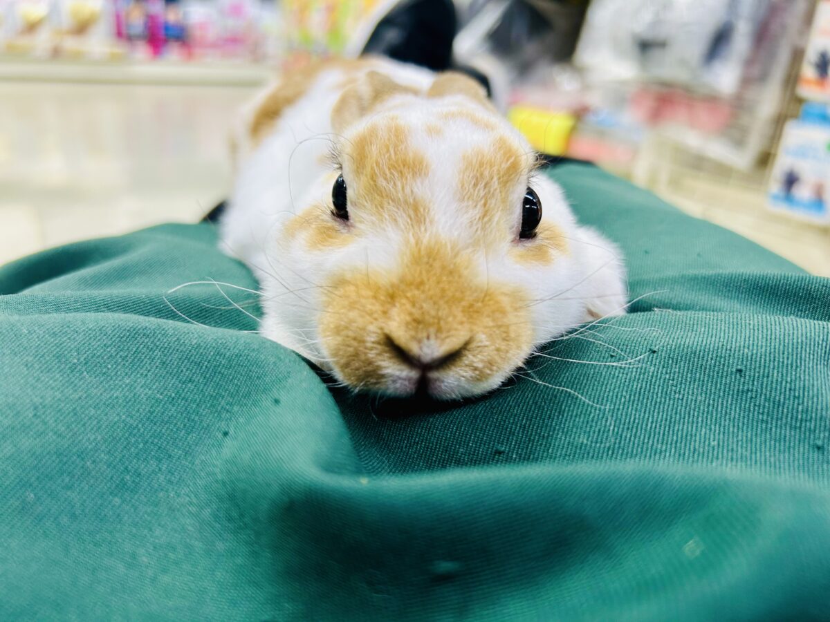 【最新画像更新☆☆】ツルスベボディの甘えん坊ちゃん(*’ω’*) ミニレッキス ミニレッキス
