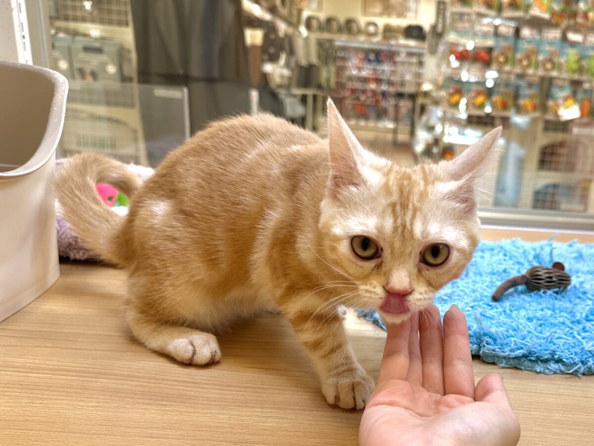 ゴロゴロにゃん🐱アメリカンショートヘア女の子 アメリカンショートヘア