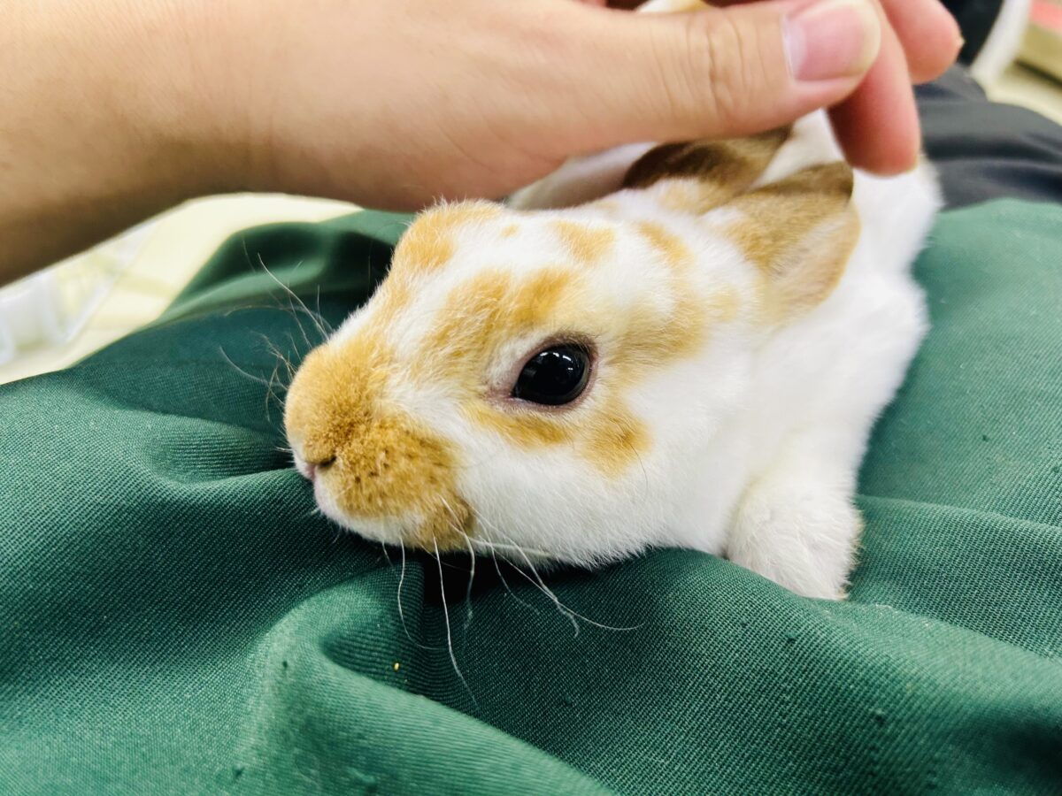 【最新画像更新☆☆】ツルスベボディの甘えん坊ちゃん(*’ω’*) ミニレッキス ミニレッキス