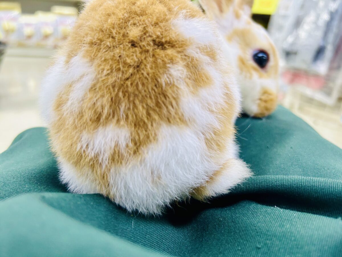 【最新画像更新☆☆】ツルスベボディの甘えん坊ちゃん(*’ω’*) ミニレッキス ミニレッキス