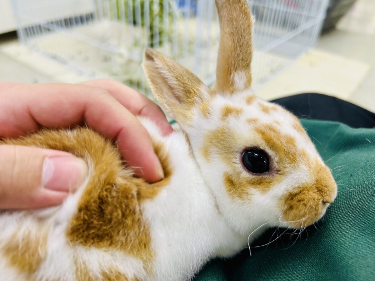 【最新画像更新☆☆】ツルスベボディの甘えん坊ちゃん(*’ω’*) ミニレッキス ミニレッキス