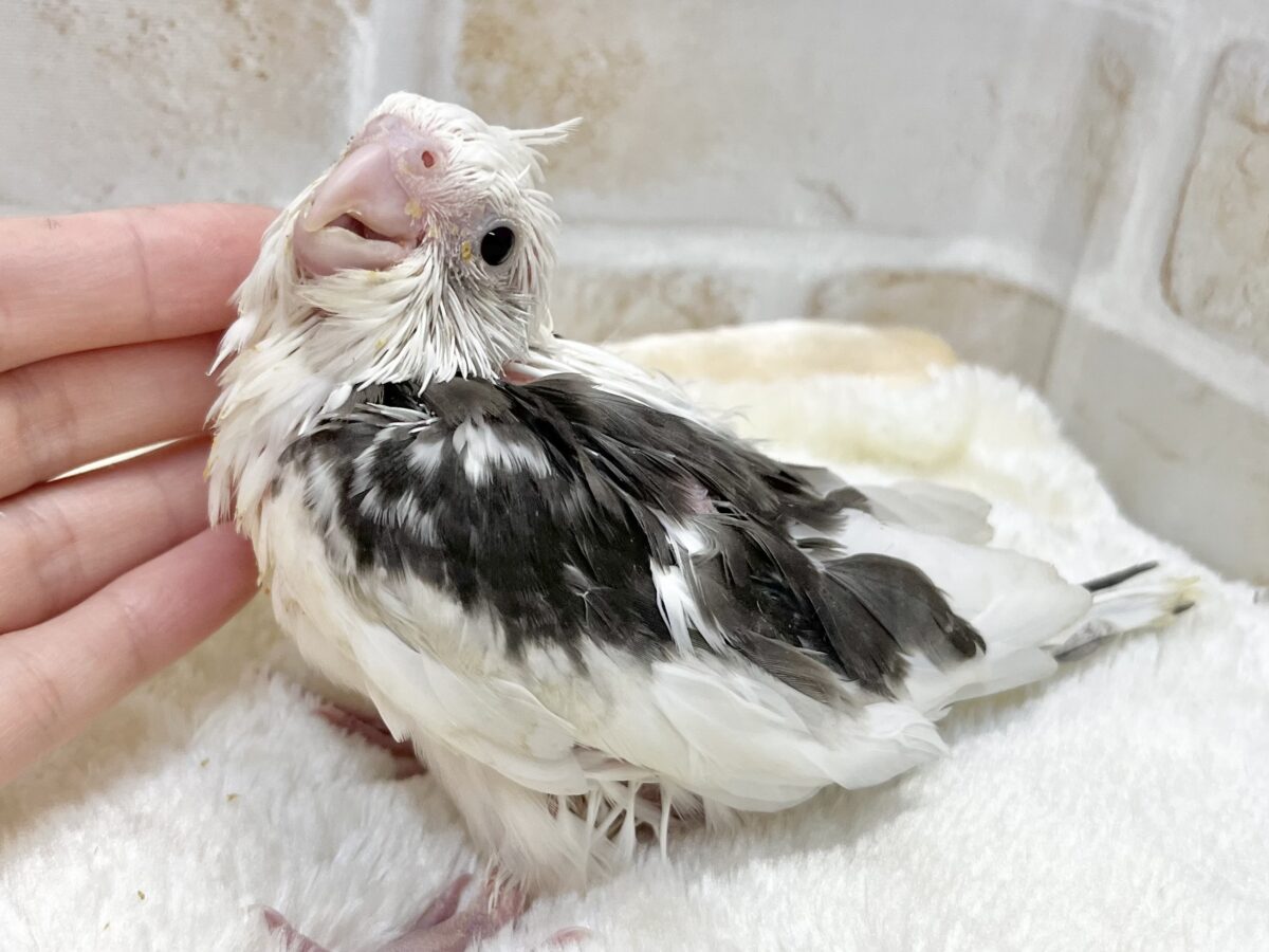 クリーム多めのオレオちゃん🍪💕 オカメインコ(ホワイトフェイスパイド) オカメインコ