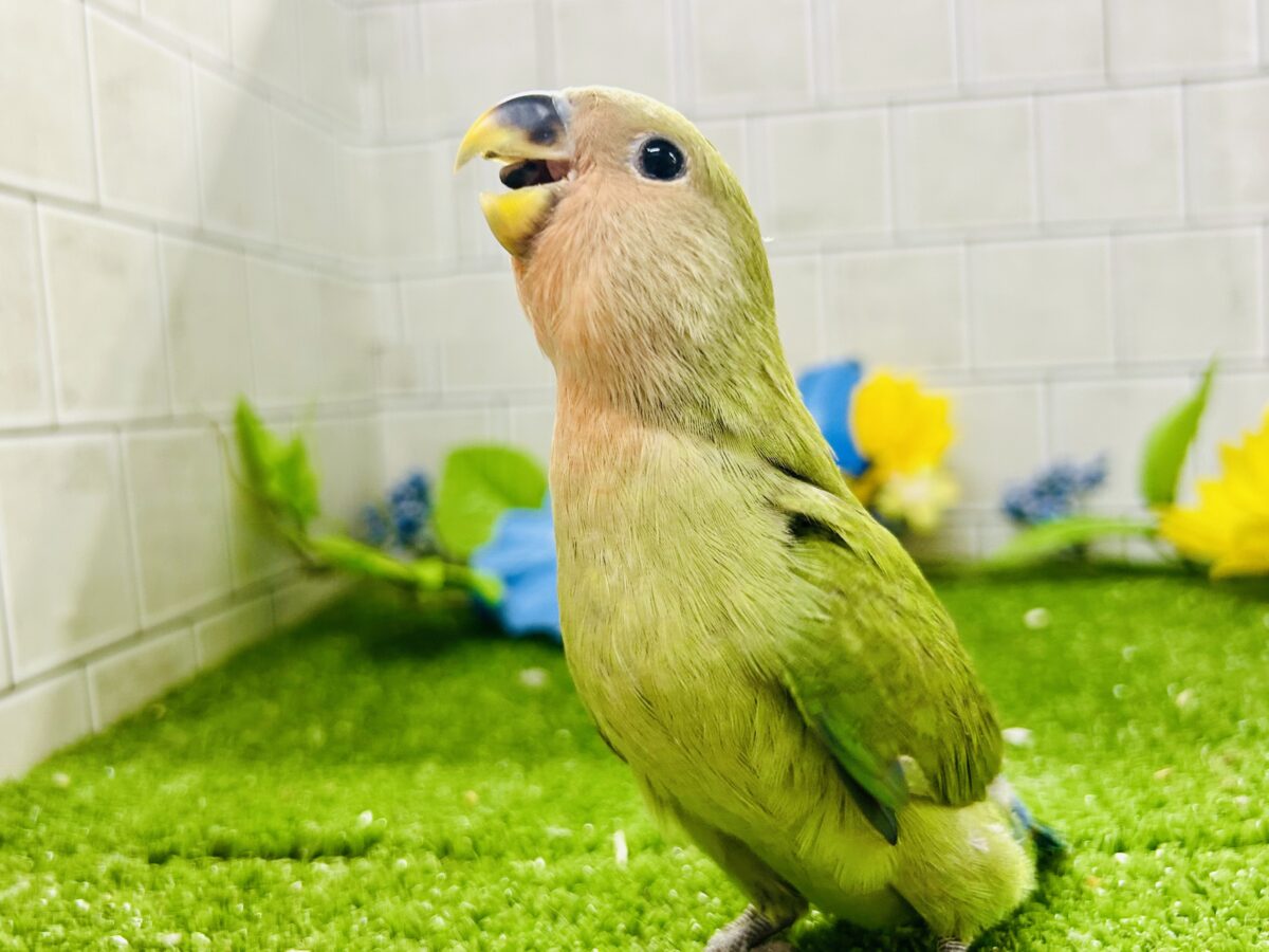 【最新画像更新☆☆】目指せ完熟フェイス!! コザクラインコ コザクラインコ(小桜インコ)