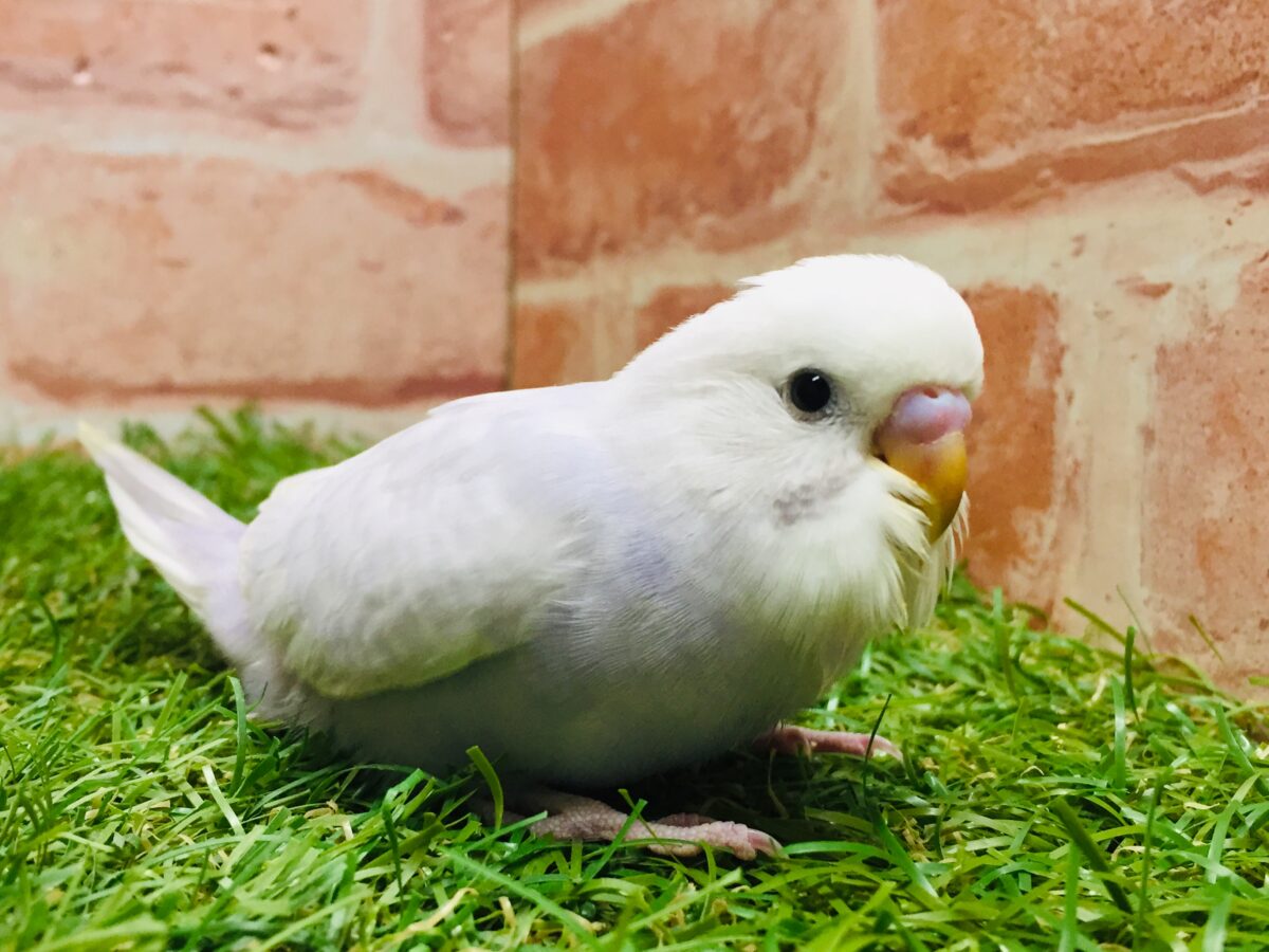 久々にライラックカラーのセキセイちゃんがやってきましたよ~✨✨✨ セキセイインコ セキセイインコ