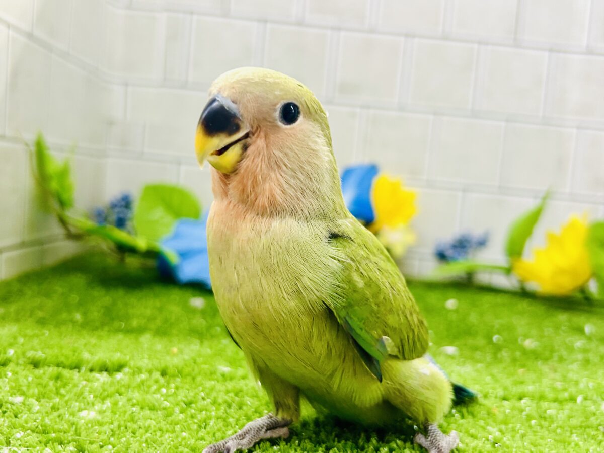【最新画像更新☆☆】目指せ完熟フェイス!! コザクラインコ コザクラインコ(小桜インコ)